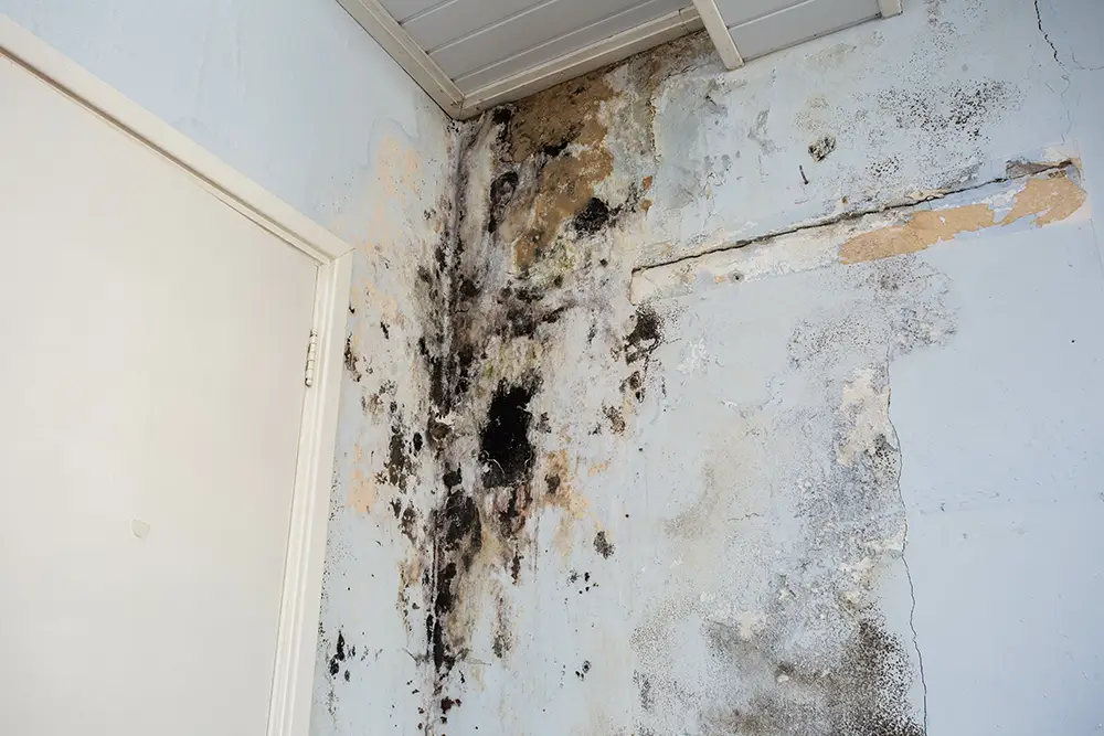 mold-damage mold growing on the wall