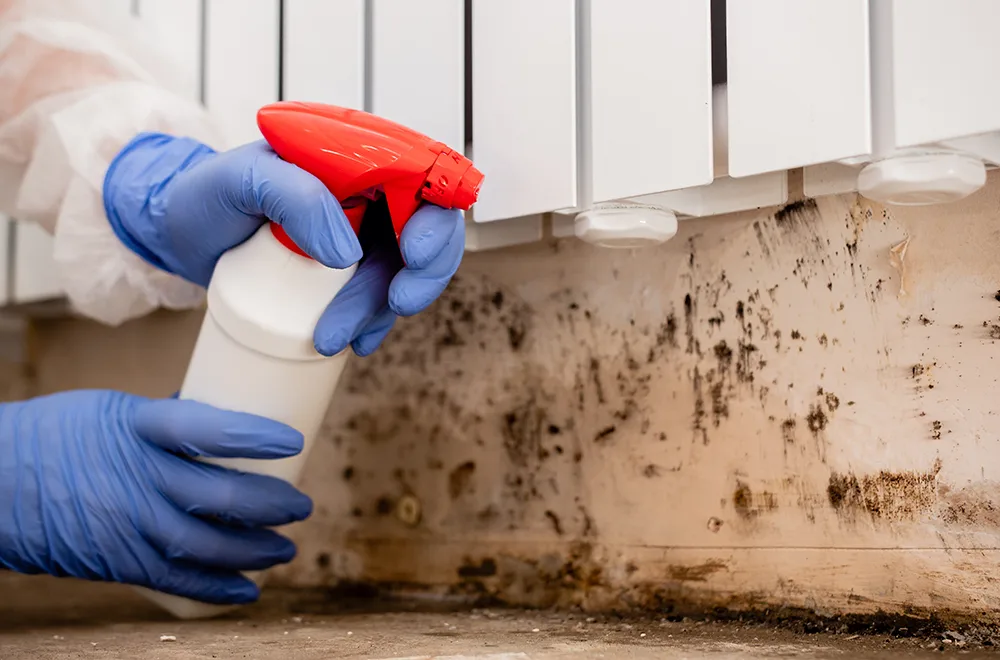using non harmful chemicals on a wall with mold