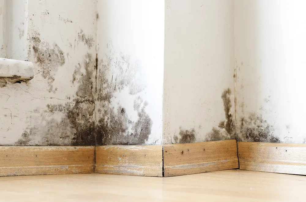 mold growing on the wall