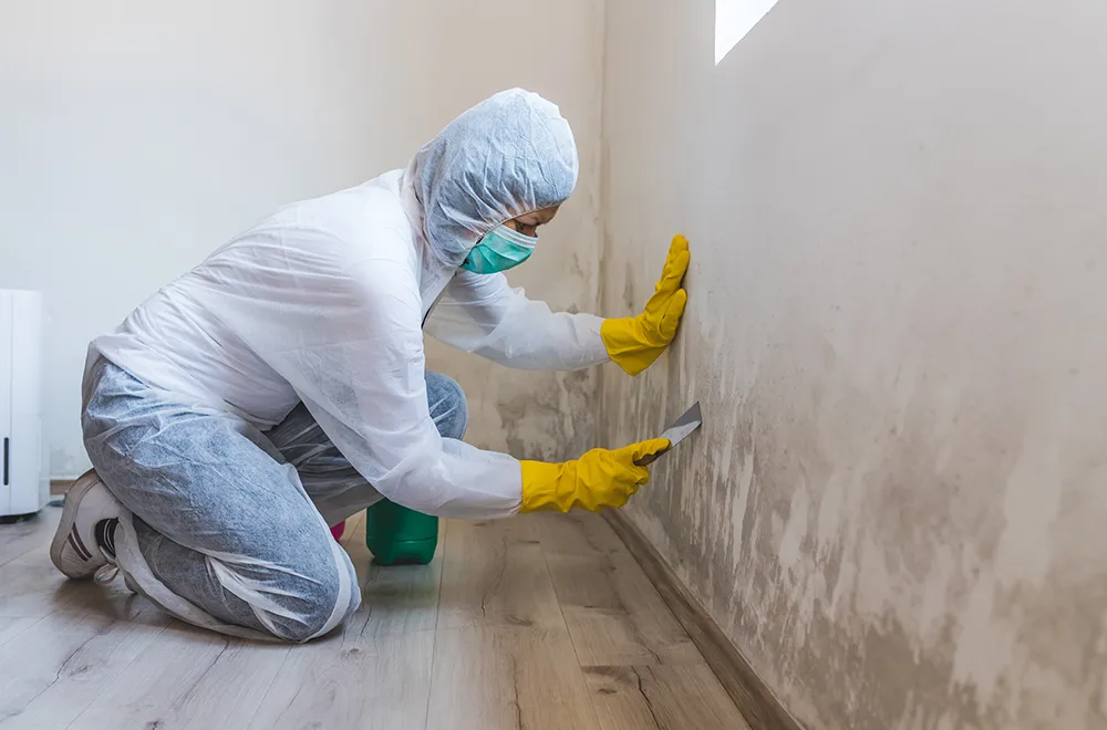 man removing mold from a wall